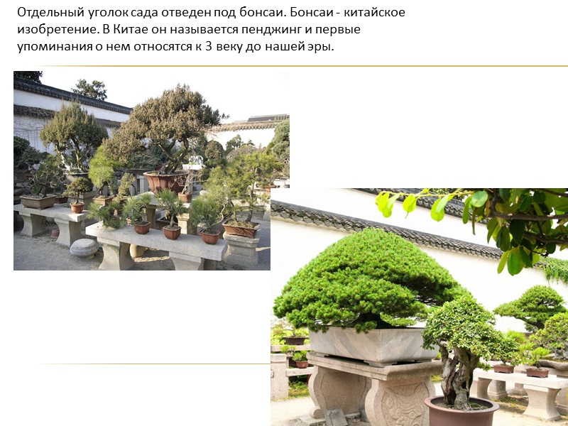 Отдельный уголок сада отведен под бонсаи. Бонсаи - китайское изобретение. В Китае он называется